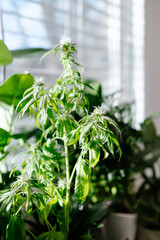 Cannabis plant growing at home. Cannabis plants growing legally in the United States. Cannabis used for relaxation and self-care. 