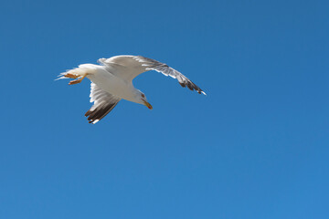 Gaivota de patas amarelas, ave que nidifica na ilha das Berlengas e podem ser observadas no Cabo Carvoeiro.