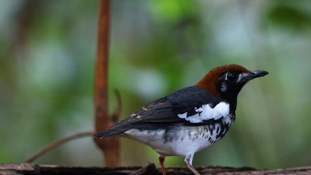 4K wildlife footage of bird Chestnut-capped Thrush perched in a tree