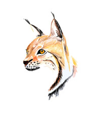 Hand drawn watercolor colorful illustration of lynx isolated on white background.