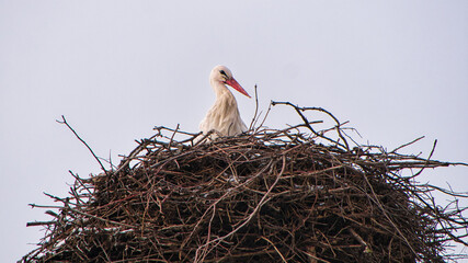 Fototapeta premium Storch mit rotem Schnabel sitzt in seinem Nest (Teleobjektiv)