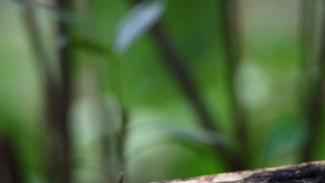 4K wildlife footage of bird Chestnut-capped Thrush perched in a tree