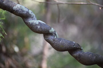 Corkscrew wooden vine hanging from a tree