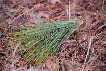 Pine needles resting on a bed of dead leaves