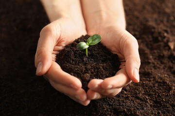 Woman holding young green seedling in soil, closeup
