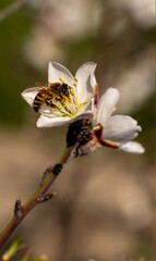 Bee On Almond Blossom. honeybee in almond blossoms