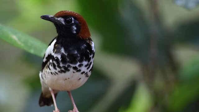 4K wildlife footage of bird Chestnut-capped Thrush perched in a tree