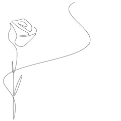 Rose flower on white background, vector illustration