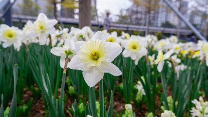 Daffodils in full bloom in the park