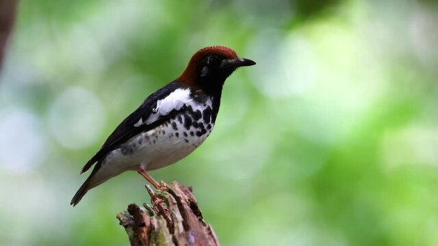 4K wildlife footage of bird Chestnut-capped Thrush perched in a tree
