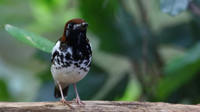 4K wildlife footage of bird Chestnut-capped Thrush perched in a tree