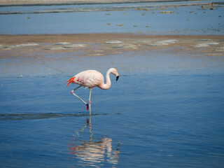 Obraz premium Flamingo's in Chille, atacama san pedro 