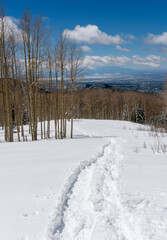 Snowshoe Tracks Leading into Barren Aspen Trees