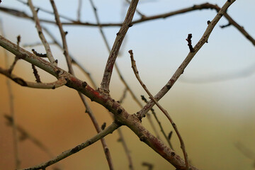 Intertwining Almond Branches on Blurred Background