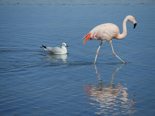 Flamingo's in Chille, atacama san pedro	
