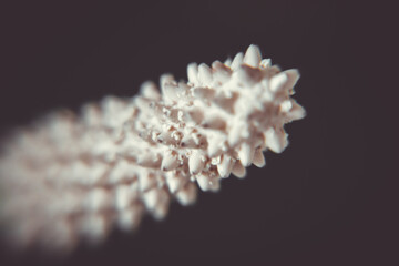 Spathiphyllum pistil macro view