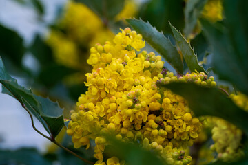 Blooming mahonia.  Oregon grape, Mahonia aquifolium. Place for text.