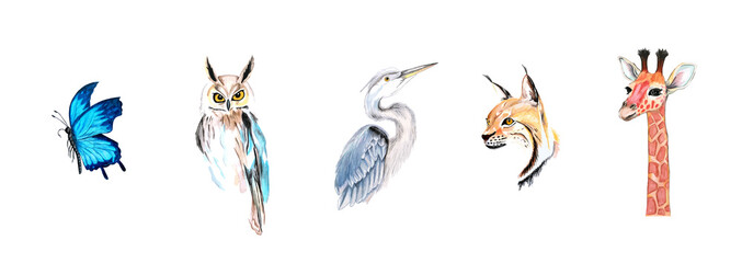 Set of hand drawn watercolor illustration of different animals. Owl, giraffe, lynx, butterfly and heron isolated on white background.  © Anna