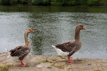 Domestic geese  on the river bank