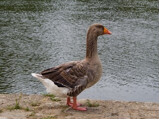 Domestic goose on the river bank
