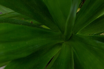 close up of green leaf