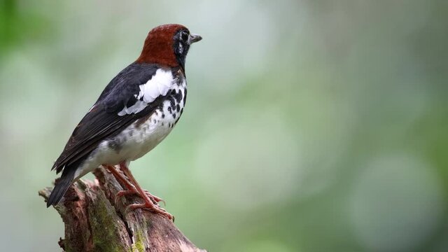 4K wildlife footage of bird Chestnut-capped Thrush perched in a tree