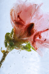 Azaleenblüte in kristallklarem Eis