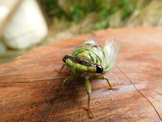 fly on leaf