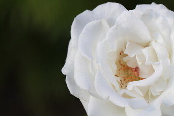 White Rose on Dark Background