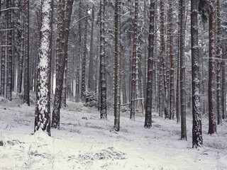 Forest under freshly fallen snow.