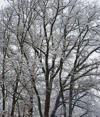Treetops with branches covered with freshly fallen snow, on a background of white winter sky, close up