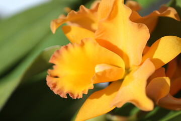 Orange Cattleya Bloom on Natural Background