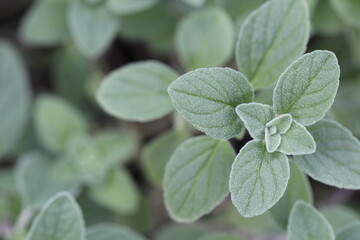 Oregano Leaves against a natural green background