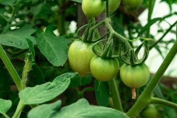 Green tomatoes on the twigs in garden. Branch with tomatoes on green grass background
