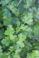 Fototapeta premium Flat Italian Parsely plant leaves vertical array