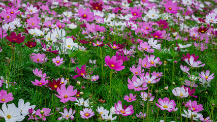 The garden is full of Gesang Flowers