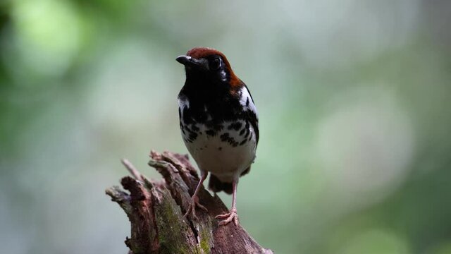 4K wildlife footage of bird Chestnut-capped Thrush perched in a tree