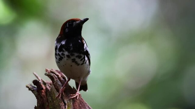 4K wildlife footage of bird Chestnut-capped Thrush perched in a tree