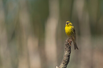 Milheirinha, ave que se reproduz em bosques.