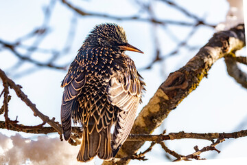 Gemeiner Star (Sturnus vulgaris)