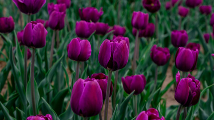 Tulips in full bloom in the park