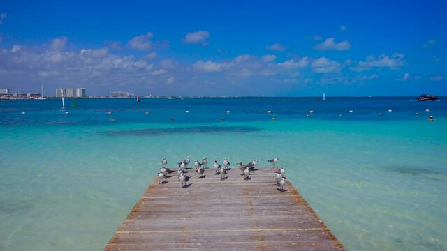 mar del caribe con gaviotas