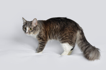 Portrait of a young fluffy cat of a dark color with stripes standing on a gray background. Studio portrait of standing cat on gray background