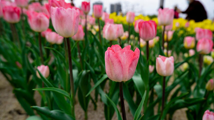 Tulips in full bloom in the park