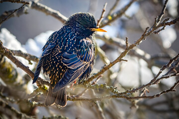 Gemeiner Star (Sturnus vulgaris)