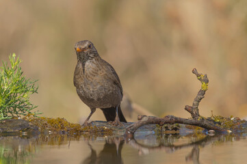 Melro-Preto, vulgarmente conhecido apenas por Melro ou Merula, é uma ave pertencente ao género-Turdus.