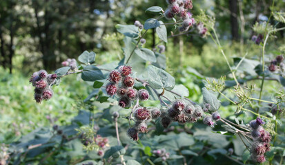 Prickly plant in the garden. Nature in summer.