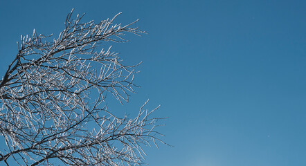 Fototapeta na wymiar Frosty branches against the blue sky as a background. Banner.