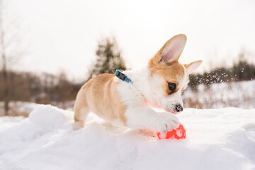 corgi dog on snow in winter landscape