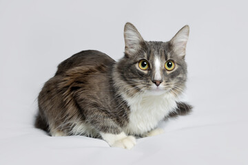 Young fluffy cat of a dark color with stripes lies on a gray background. Studio portrait of a young cat on a gray background